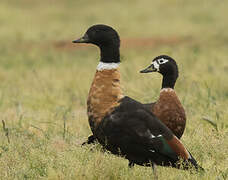 Australian Shelduck