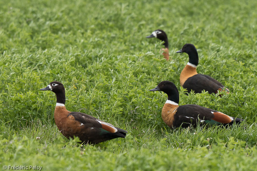 Australian Shelduck