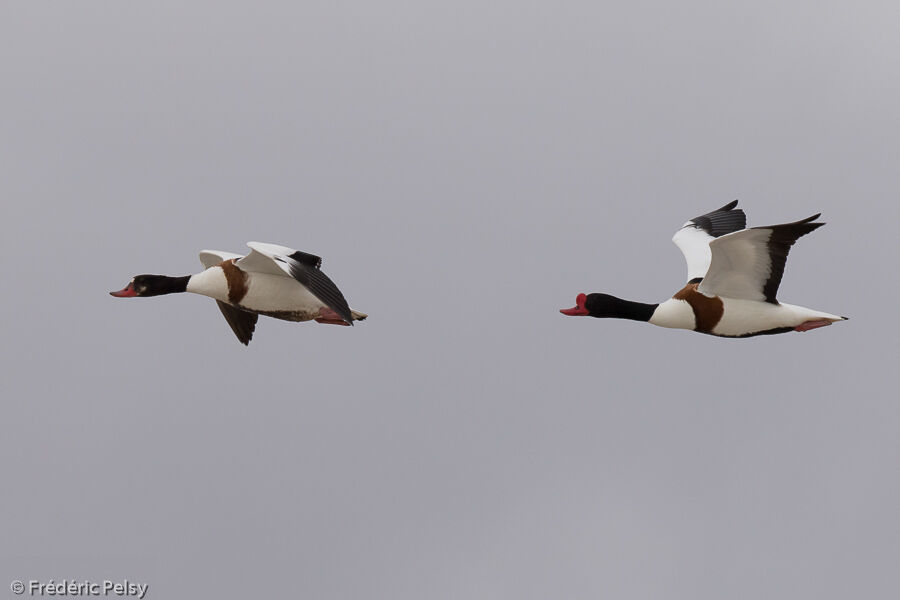 Common Shelduck