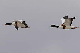 Common Shelduck