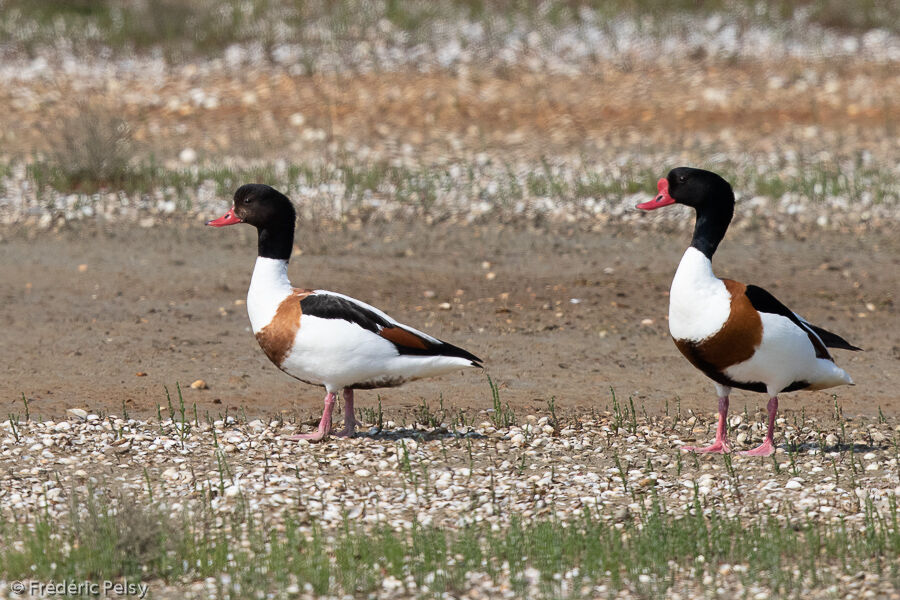 Common Shelduckadult