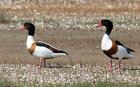 Common Shelduck