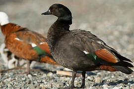 Paradise Shelduck