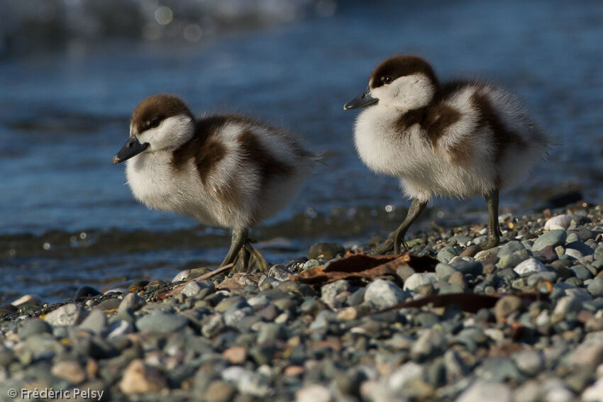 Paradise Shelduckjuvenile