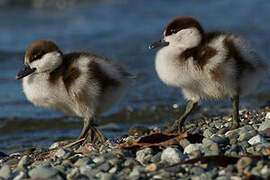 Paradise Shelduck