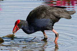 Australasian Swamphen