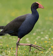 Australasian Swamphen