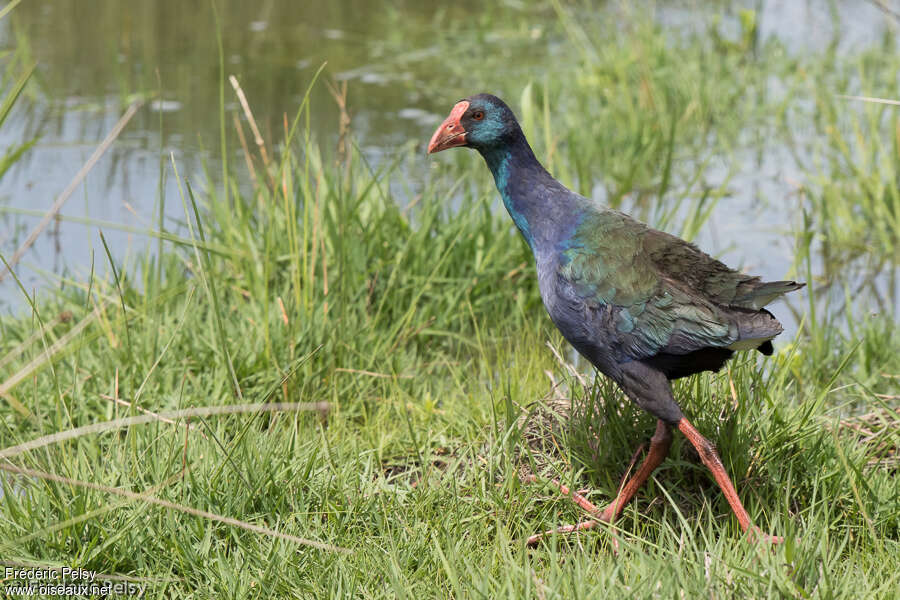 African Swamphenadult, pigmentation, walking