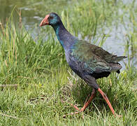 African Swamphen