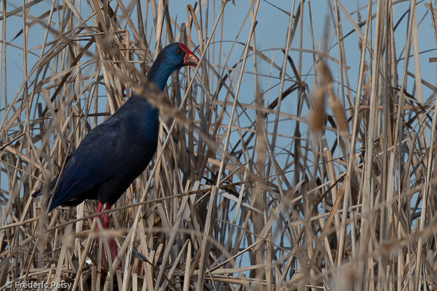 Western Swamphen