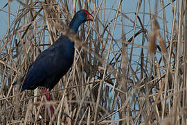 Western Swamphen