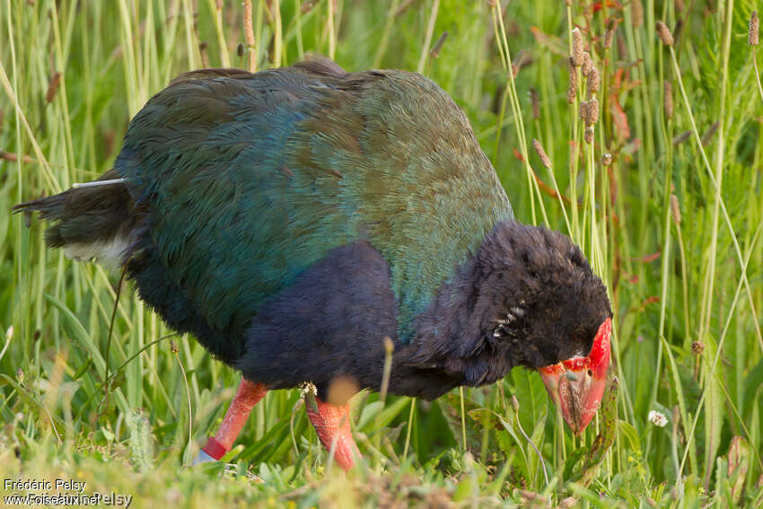 South Island Takaheadult