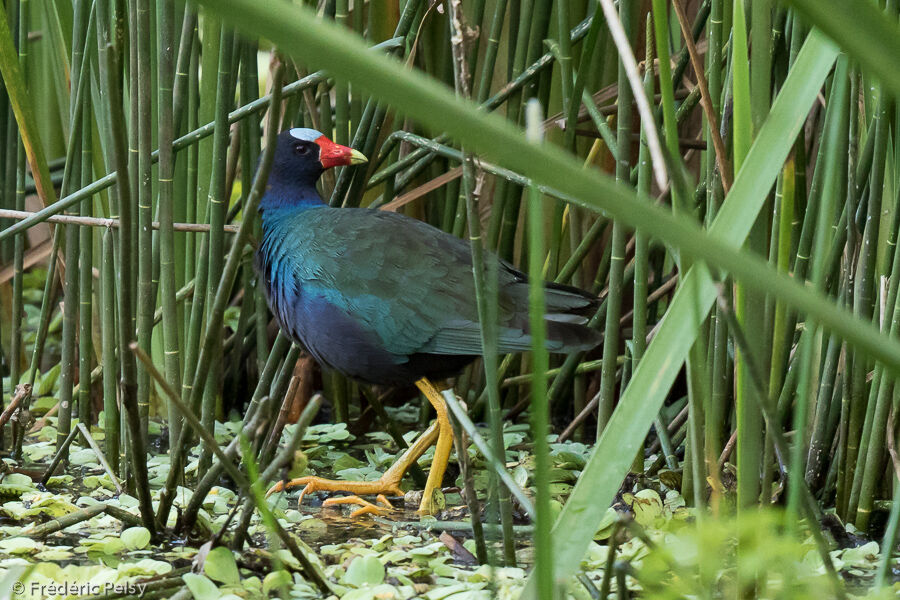 Purple Gallinule