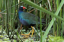 Purple Gallinule