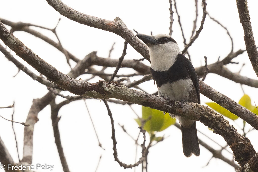 White-necked Puffbird