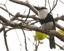 White-necked Puffbird