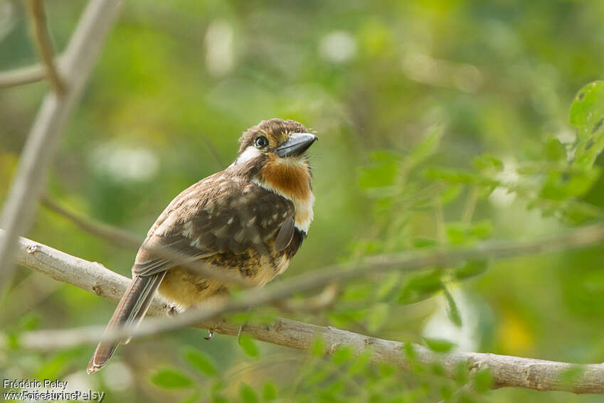 Russet-throated Puffbirdadult, identification