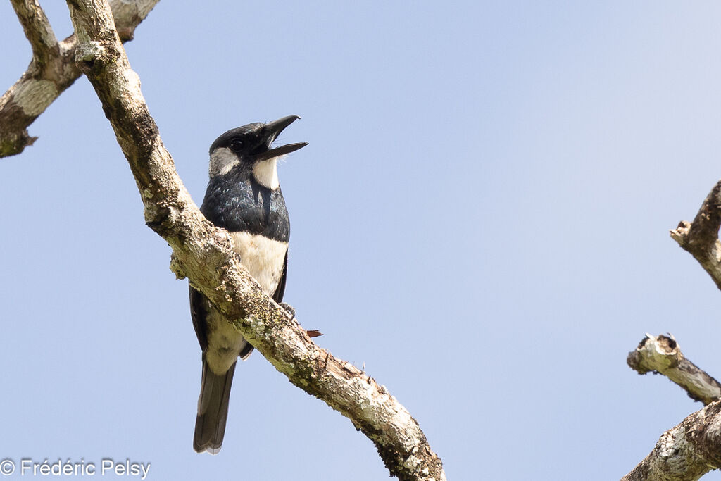 Black-breasted Puffbird