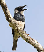 Black-breasted Puffbird