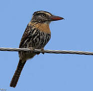 Chaco Puffbird