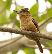 Barred Puffbird