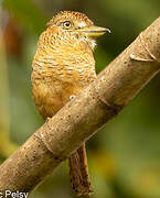 Barred Puffbird