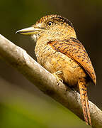 Barred Puffbird