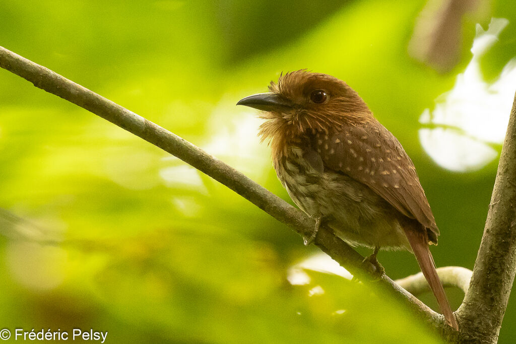 White-whiskered Puffbird