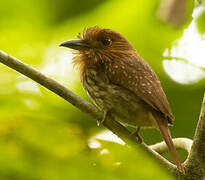 White-whiskered Puffbird