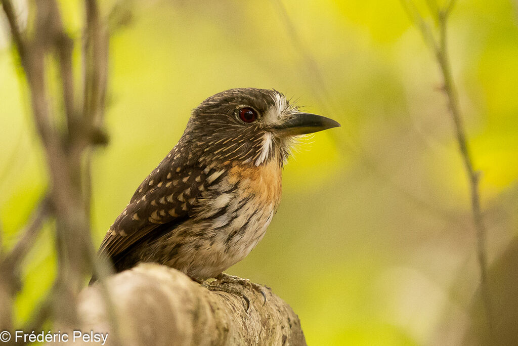 White-whiskered Puffbird