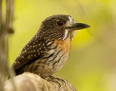 White-whiskered Puffbird