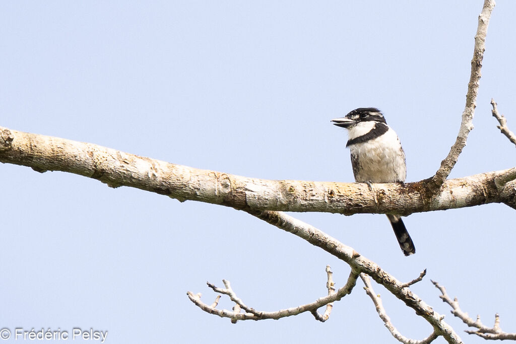 Pied Puffbird