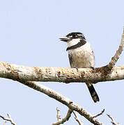 Pied Puffbird