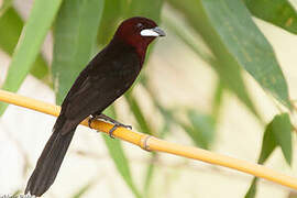 Silver-beaked Tanager