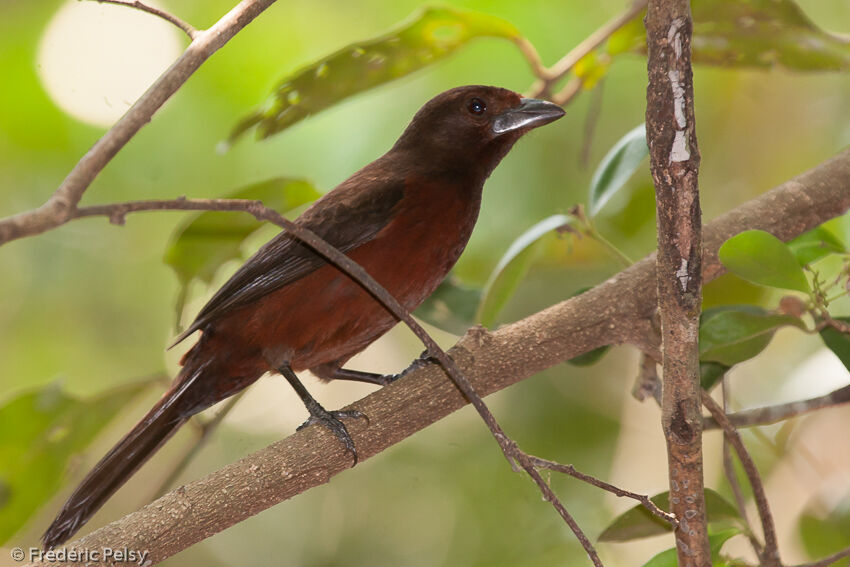 Silver-beaked Tanager female