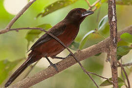 Silver-beaked Tanager