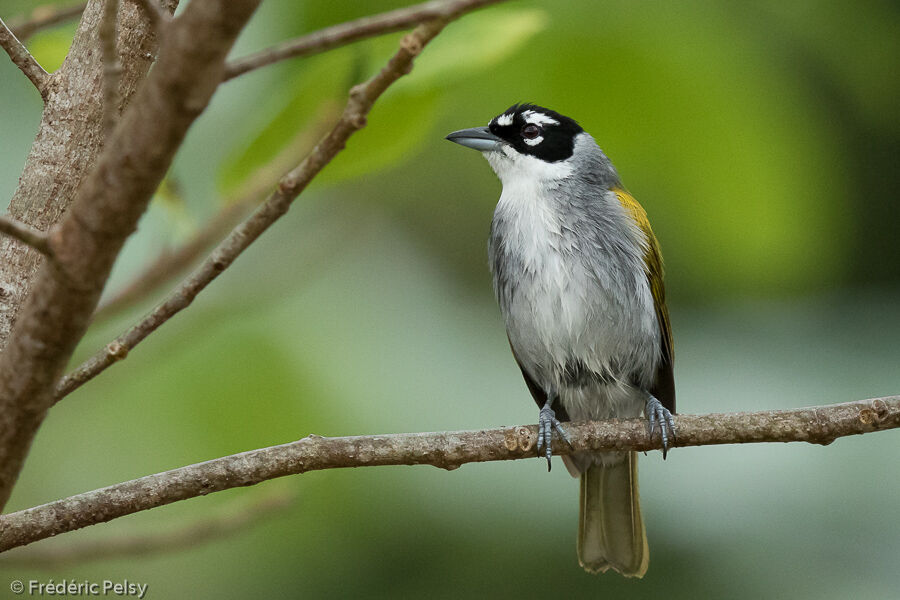 Black-crowned Tanageradult