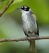 Black-crowned Tanager