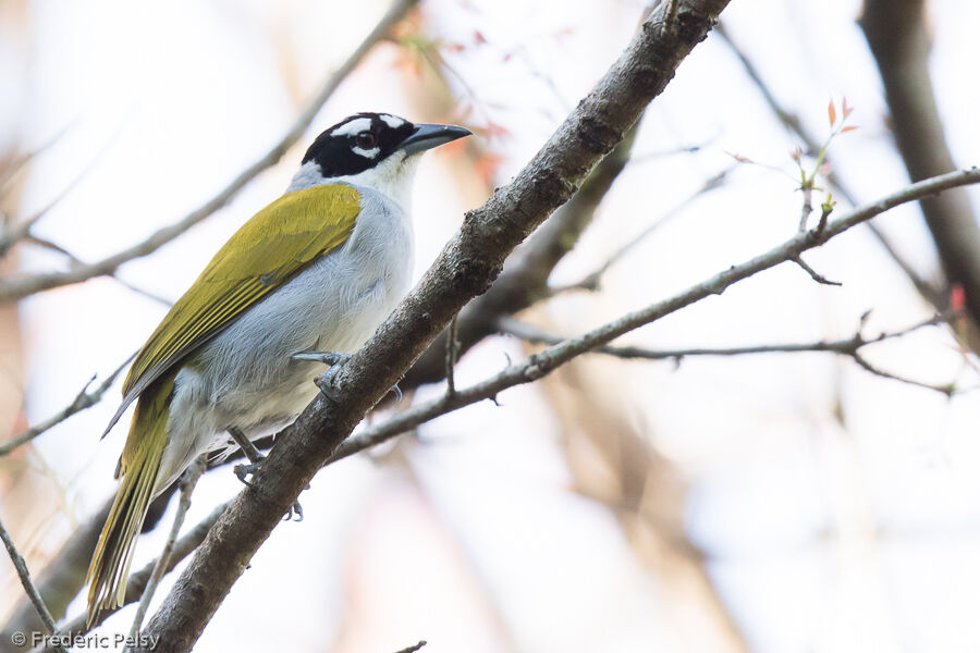 Black-crowned Tanageradult