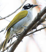 Black-crowned Palm-tanager