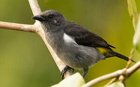 Sulphur-rumped Tanager