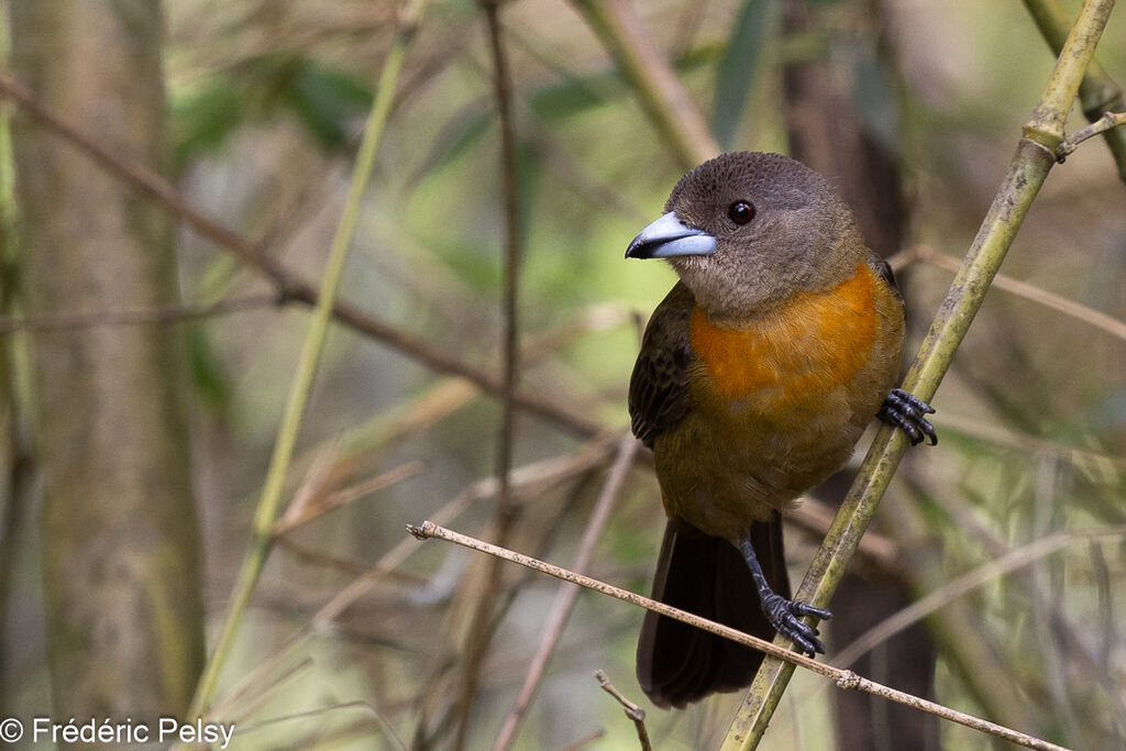 Scarlet-rumped Tanager female