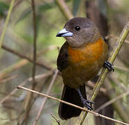 Scarlet-rumped Tanager