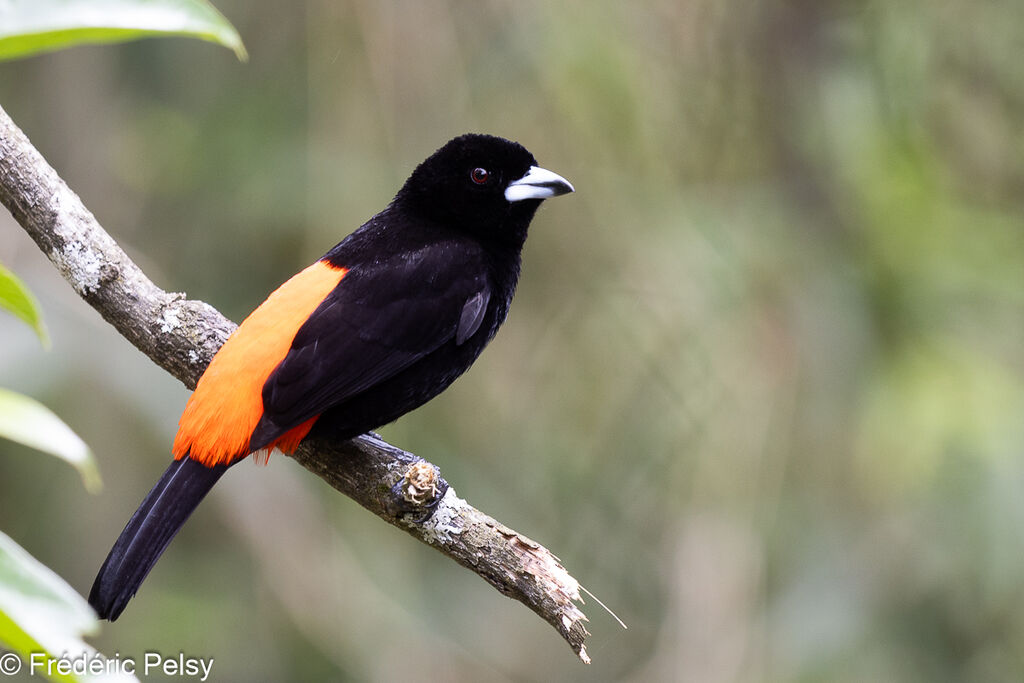 Scarlet-rumped Tanager male