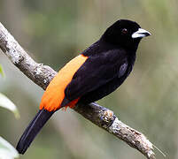 Scarlet-rumped Tanager