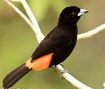 Scarlet-rumped Tanager