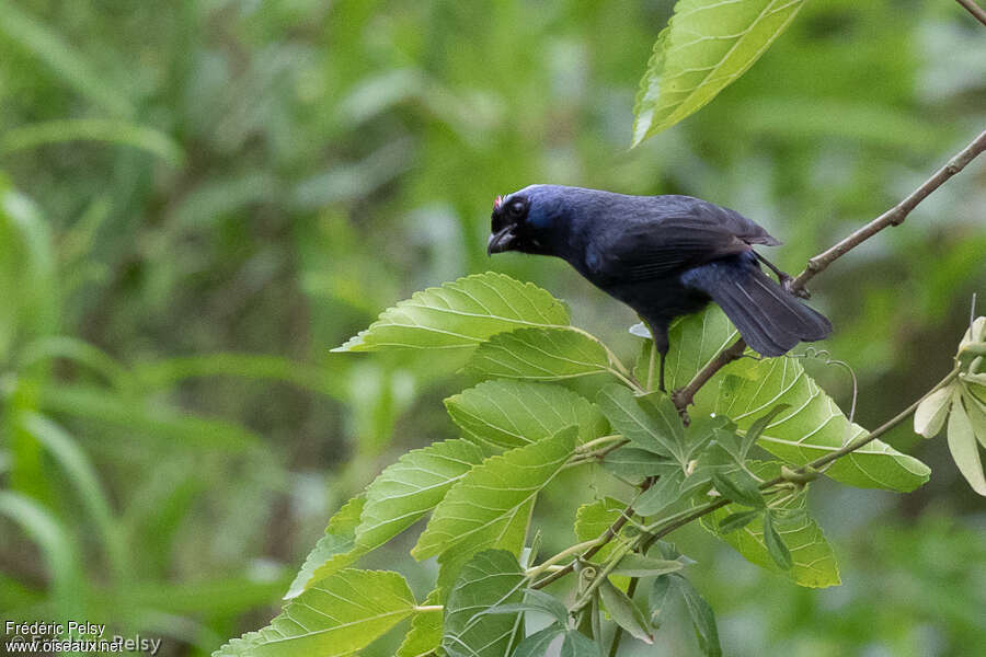 Diademed Tanageradult, habitat, pigmentation