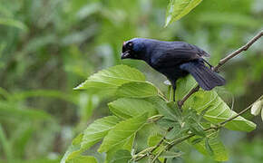 Diademed Tanager