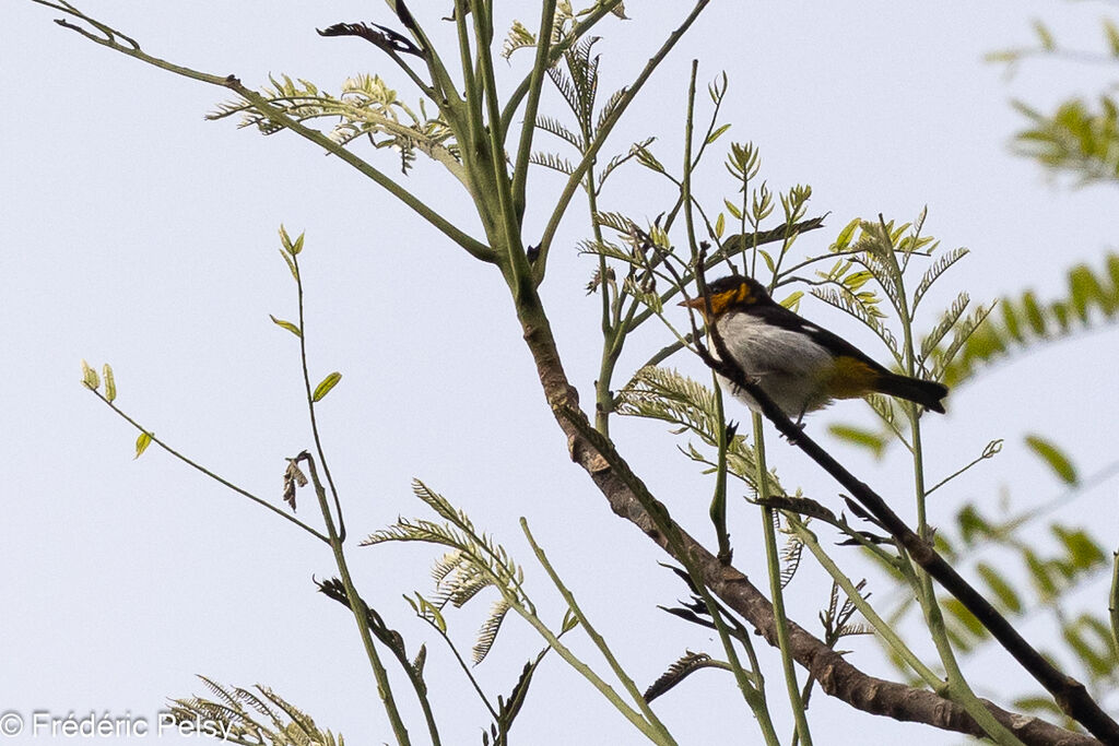 Yellow-backed Tanager