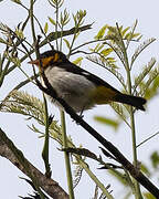 Yellow-backed Tanager